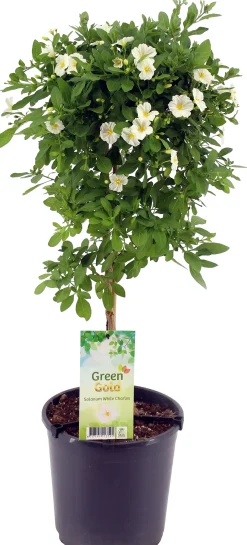 Kübelpflanze Hochstamm H ca 75 cm 19 cm Topf