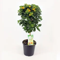 Kübelpflanze Hochstamm H ca 75 cm 19 cm Topf