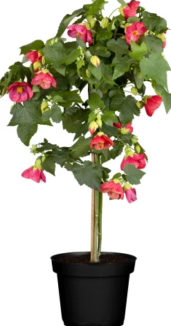 Kübelpflanze Hochstamm H ca 75 cm 19 cm Topf