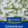 Kiepenkerl Blumensamen Schleierkraut Alba für ca. 70 Pflanzen