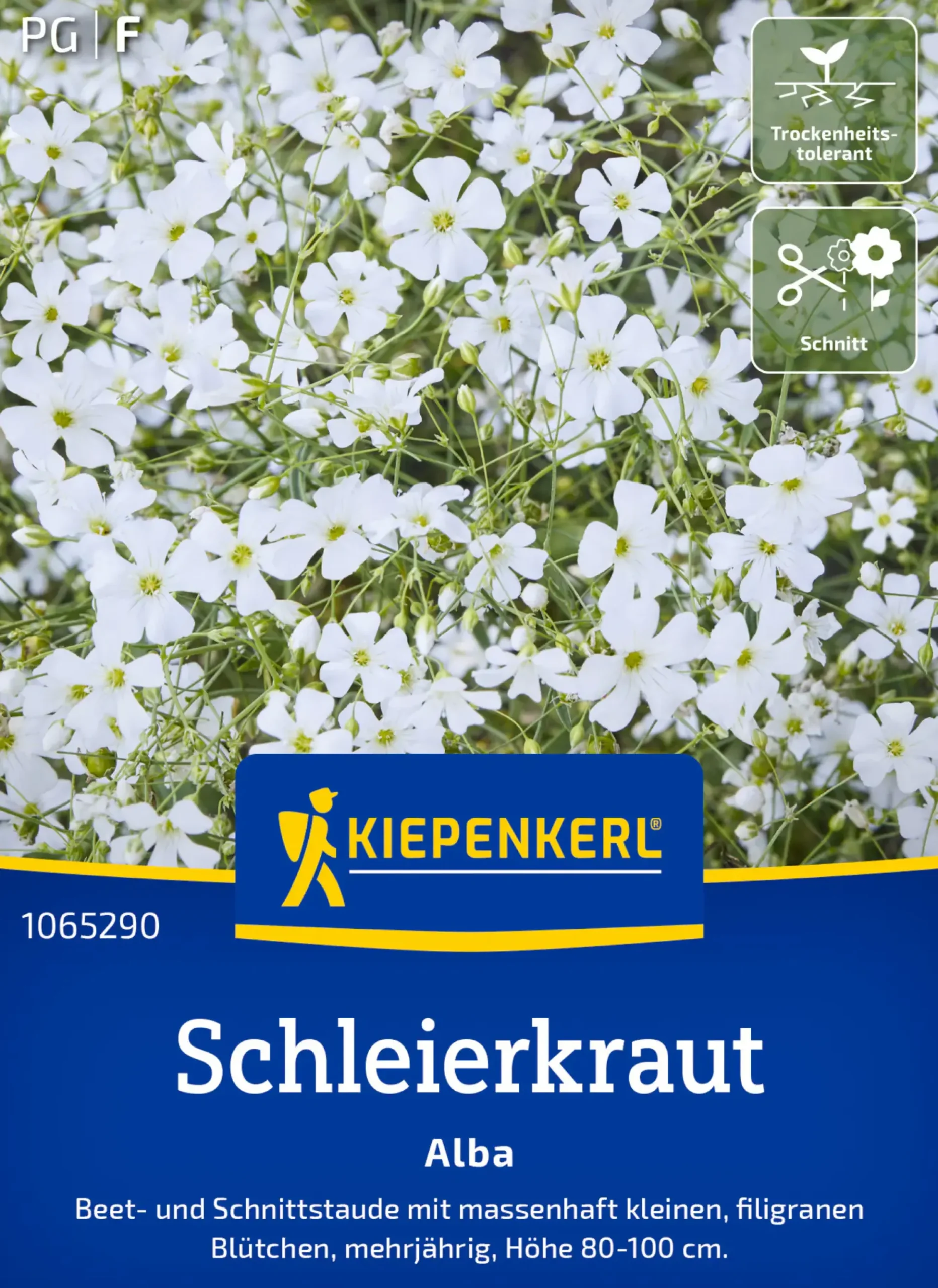 Kiepenkerl Blumensamen Schleierkraut Alba für ca. 70 Pflanzen