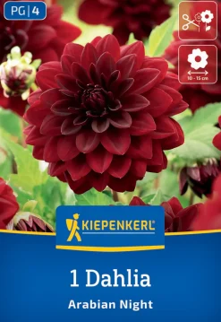 Kiepenkerl Frühjahrsblumenzwiebel Seerosen-Dahlie Arabian Night 1 Stück