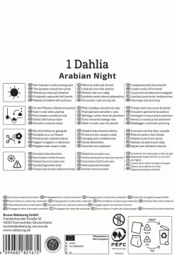 Kiepenkerl Frühjahrsblumenzwiebel Seerosen-Dahlie Arabian Night 1 Stück