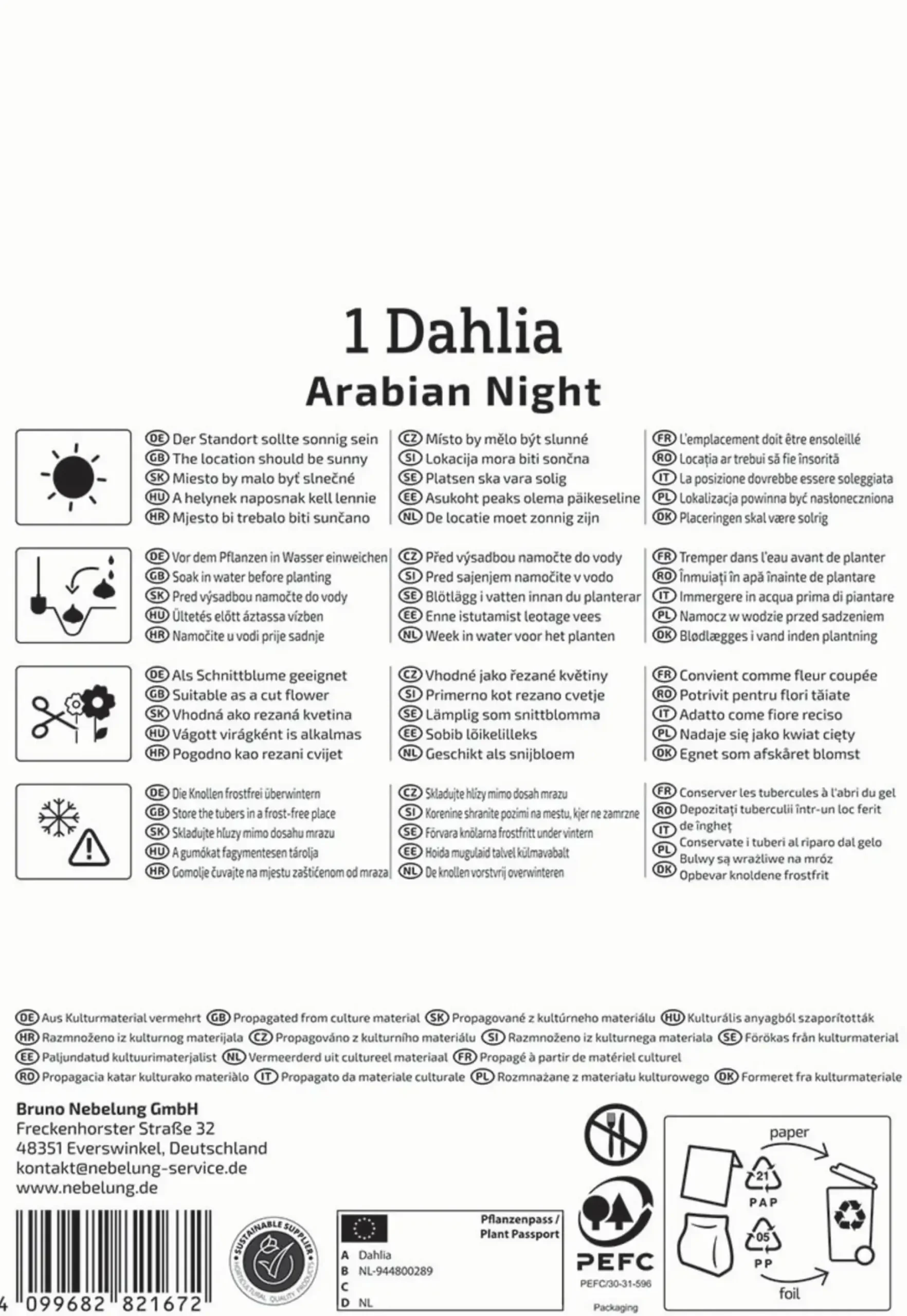 Kiepenkerl Frühjahrsblumenzwiebel Seerosen-Dahlie Arabian Night 1 Stück