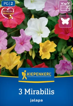 Kiepenkerl Frühjahrsblumenzwiebel Wunderblume 3 Stück