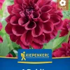 Kiepenkerl Frühjahrsblumenzwiebel Beet- & Kübel-Dahlie Go Go Purple 1 Stück