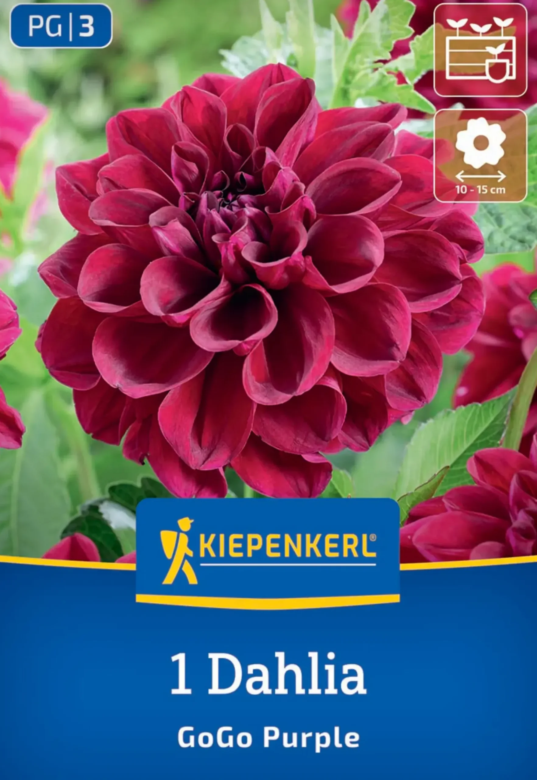 Kiepenkerl Frühjahrsblumenzwiebel Beet- & Kübel-Dahlie Go Go Purple 1 Stück