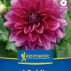 Kiepenkerl Frühjahrsblumenzwiebel Dekorative Dahlie Le Baron 1 Stück