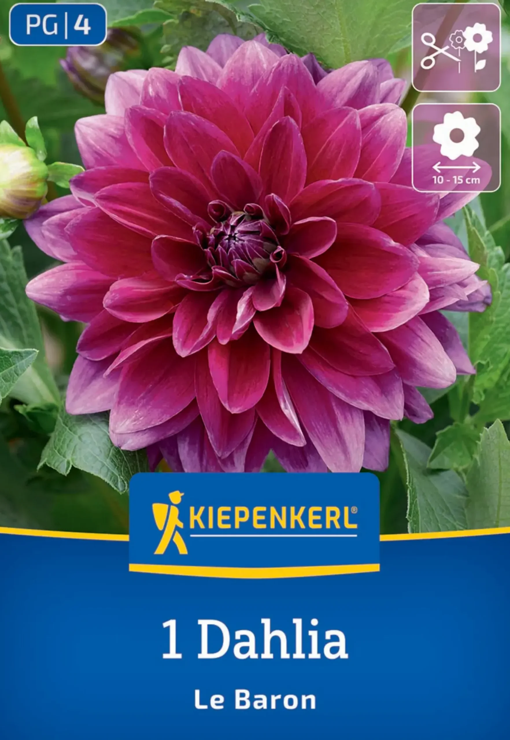 Kiepenkerl Frühjahrsblumenzwiebel Dekorative Dahlie Le Baron 1 Stück