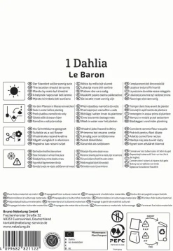 Kiepenkerl Frühjahrsblumenzwiebel Dekorative Dahlie Le Baron 1 Stück
