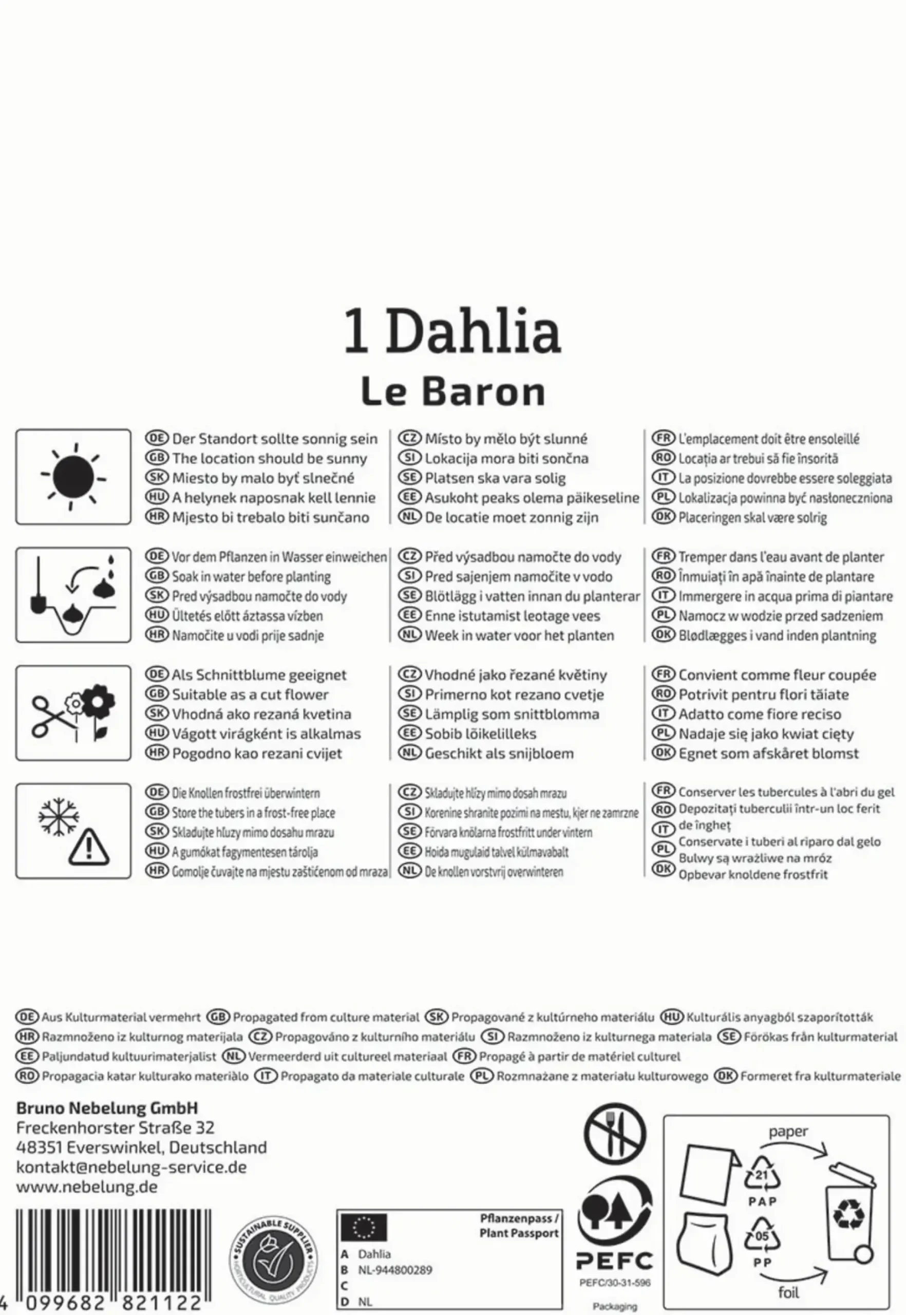Kiepenkerl Frühjahrsblumenzwiebel Dekorative Dahlie Le Baron 1 Stück