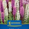 Kiepenkerl Frühjahrsblumenzwiebel Prachtscharte Liatris Blau und Weiß 8 Stück
