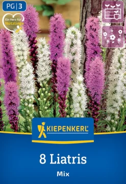 Kiepenkerl Frühjahrsblumenzwiebel Prachtscharte Liatris Blau und Weiß 8 Stück