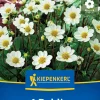 Kiepenkerl Frühjahrsblumenzwiebel Beet- & Topf-Dahlie Topmix Weiß 1 Stück