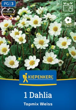 Kiepenkerl Frühjahrsblumenzwiebel Beet- & Topf-Dahlie Topmix Weiß 1 Stück