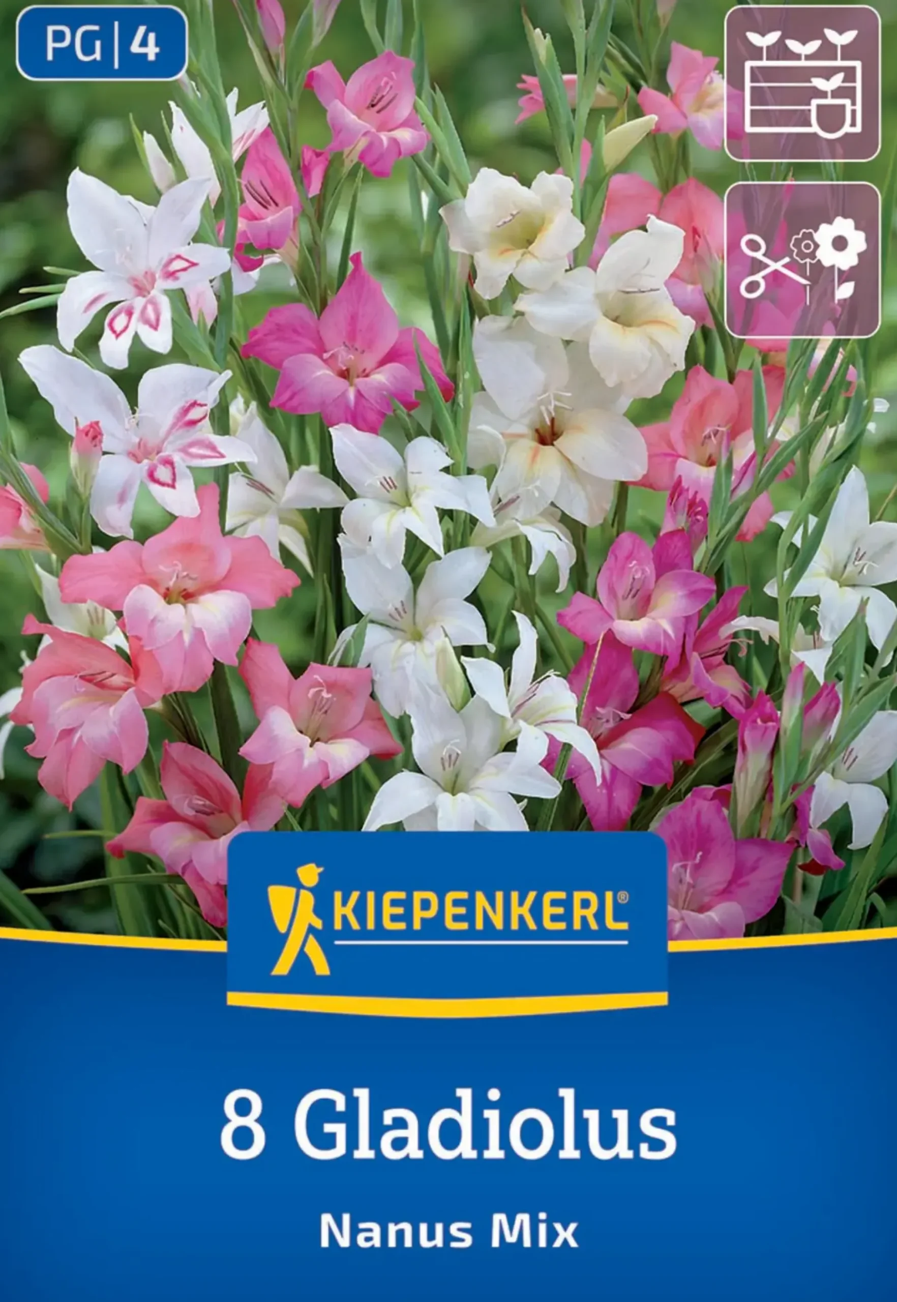 Kiepenkerl Frühjahrsblumenzwiebel Gladiole kleinblumige Mischung 8 Stück