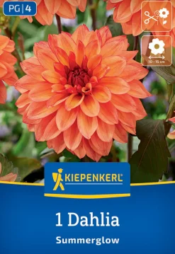 Kiepenkerl Frühjahrsblumenzwiebel Dekorative Dahlie Summerglow 1 Stück