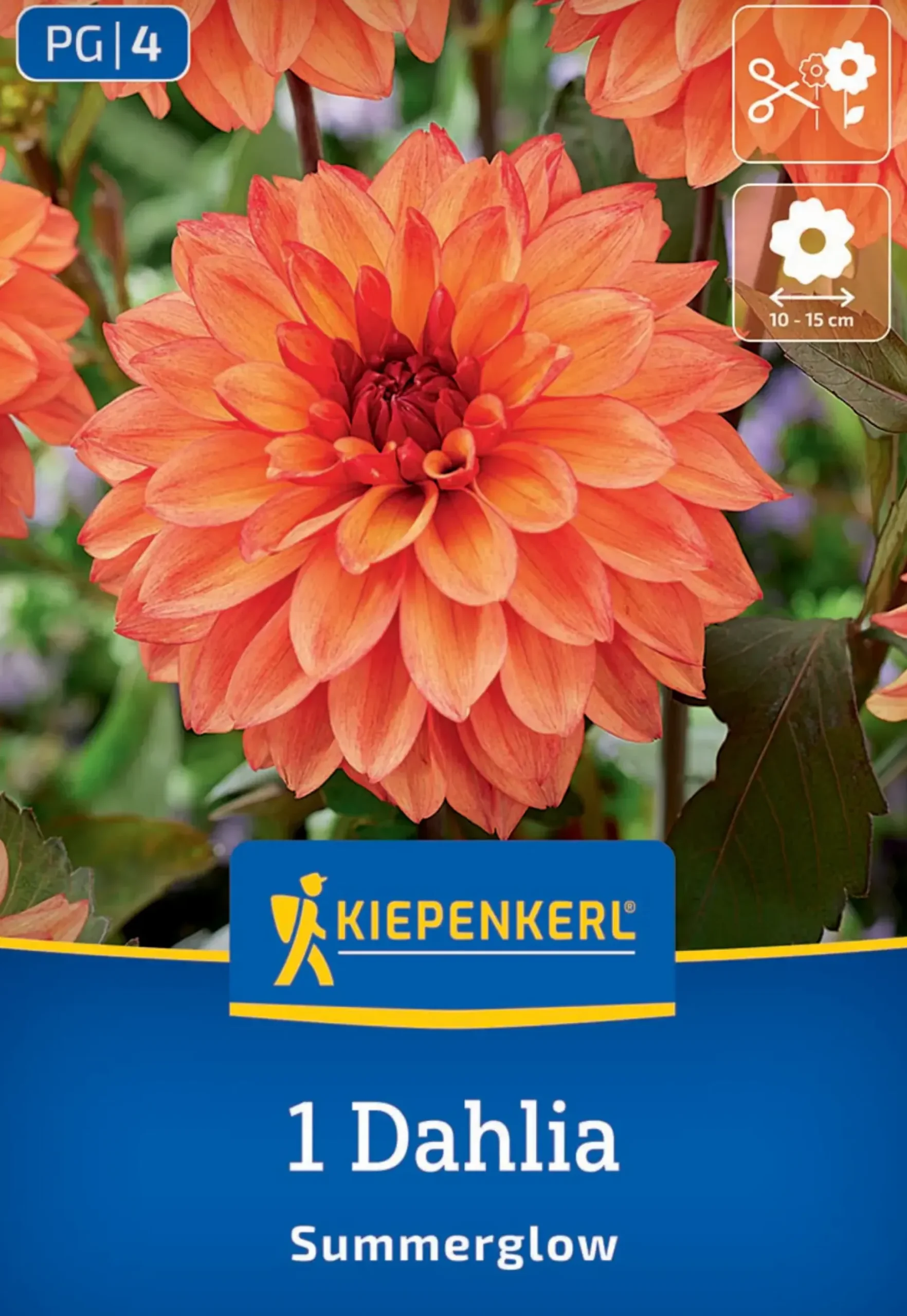 Kiepenkerl Frühjahrsblumenzwiebel Dekorative Dahlie Summerglow 1 Stück