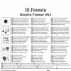 Kiepenkerl Frühjahrsblumenzwiebel Freesien Mischung gefüllte Blüten 10 Stück