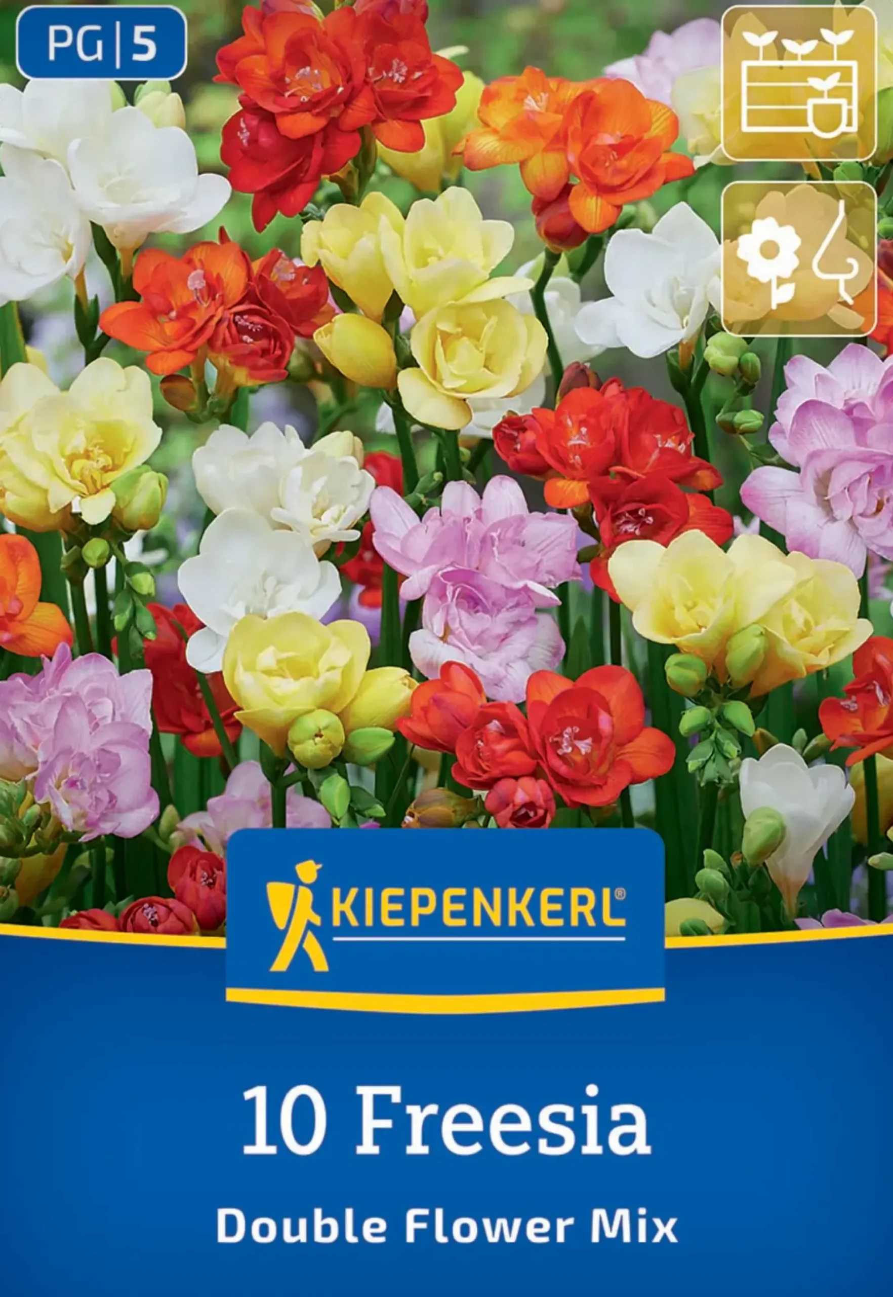 Kiepenkerl Frühjahrsblumenzwiebel Freesien Mischung gefüllte Blüten 10 Stück