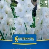 Kiepenkerl Frühjahrsblumenzwiebel Großblumige Gladiole White Prosperity 8 Stück