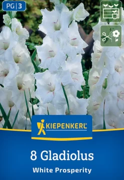 Kiepenkerl Frühjahrsblumenzwiebel Großblumige Gladiole White Prosperity 8 Stück