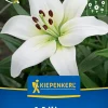 Kiepenkerl Frühjahrsblumenzwiebel Asiatische Lilie Navona 1 Stück