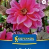 Kiepenkerl Frühjahrsblumenzwiebel Dunkellaubige Beetdahlie Fascination 1 Stück