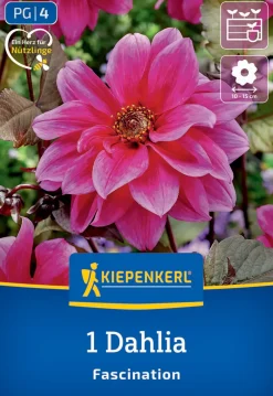 Kiepenkerl Frühjahrsblumenzwiebel Dunkellaubige Beetdahlie Fascination 1 Stück