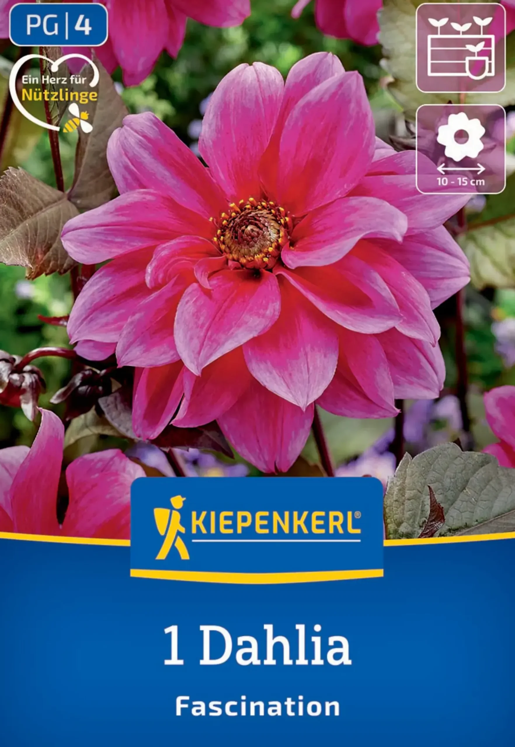 Kiepenkerl Frühjahrsblumenzwiebel Dunkellaubige Beetdahlie Fascination 1 Stück