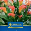 Kiepenkerl Frühjahrsblumenzwiebel Calla Orange 1 Stück