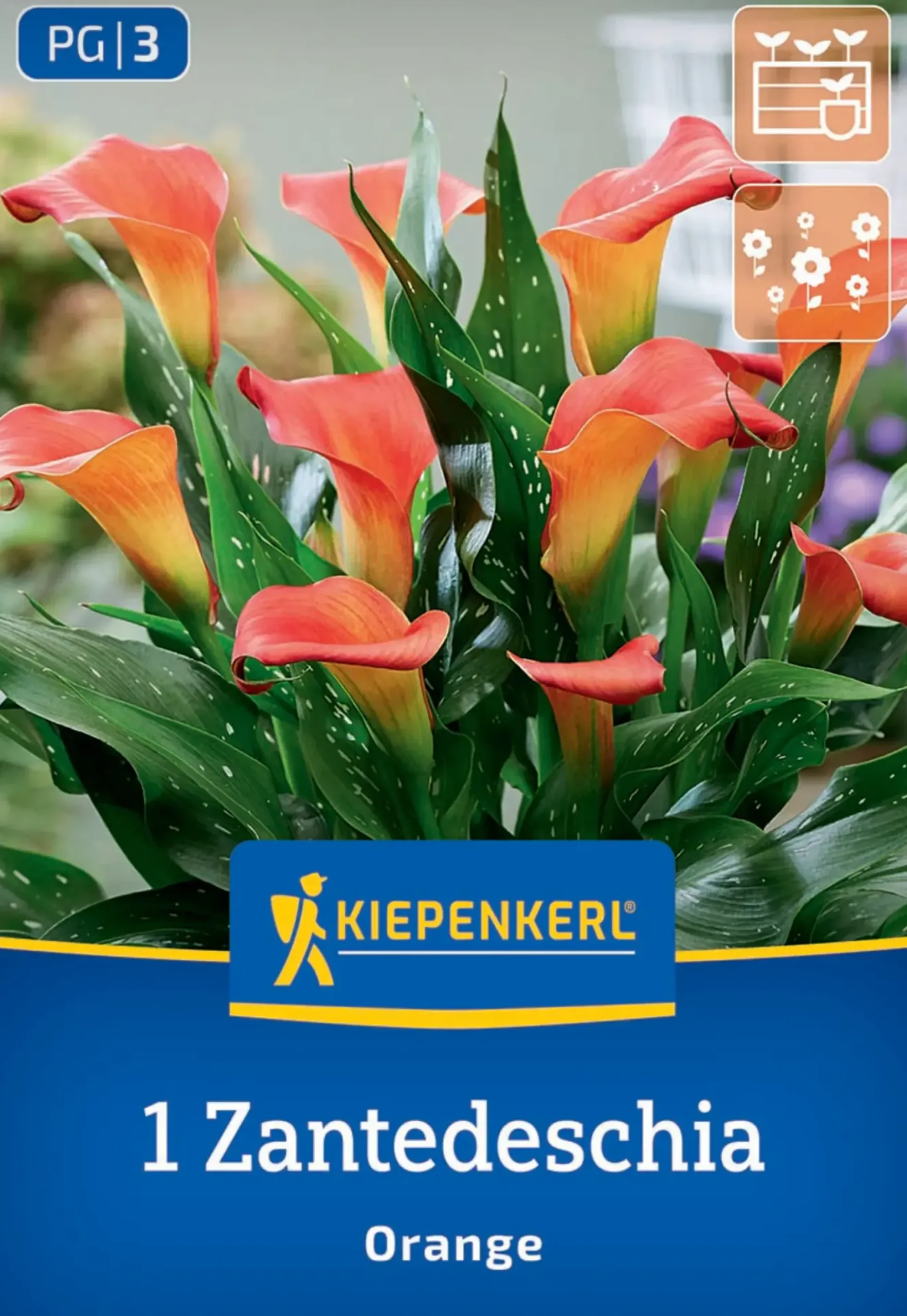 Kiepenkerl Frühjahrsblumenzwiebel Calla Orange 1 Stück