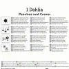 Kiepenkerl Frühjahrsblumenzwiebel Dekorative Dahlie Peaches and Cream 1 Stück