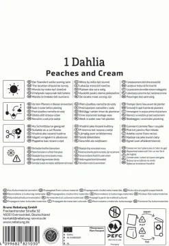 Kiepenkerl Frühjahrsblumenzwiebel Dekorative Dahlie Peaches and Cream 1 Stück