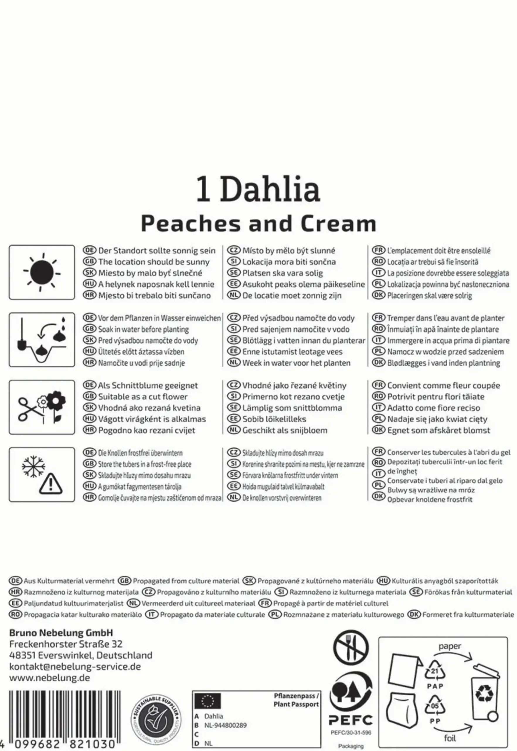 Kiepenkerl Frühjahrsblumenzwiebel Dekorative Dahlie Peaches and Cream 1 Stück