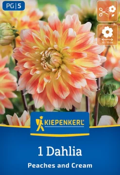 Kiepenkerl Frühjahrsblumenzwiebel Dekorative Dahlie Peaches and Cream 1 Stück