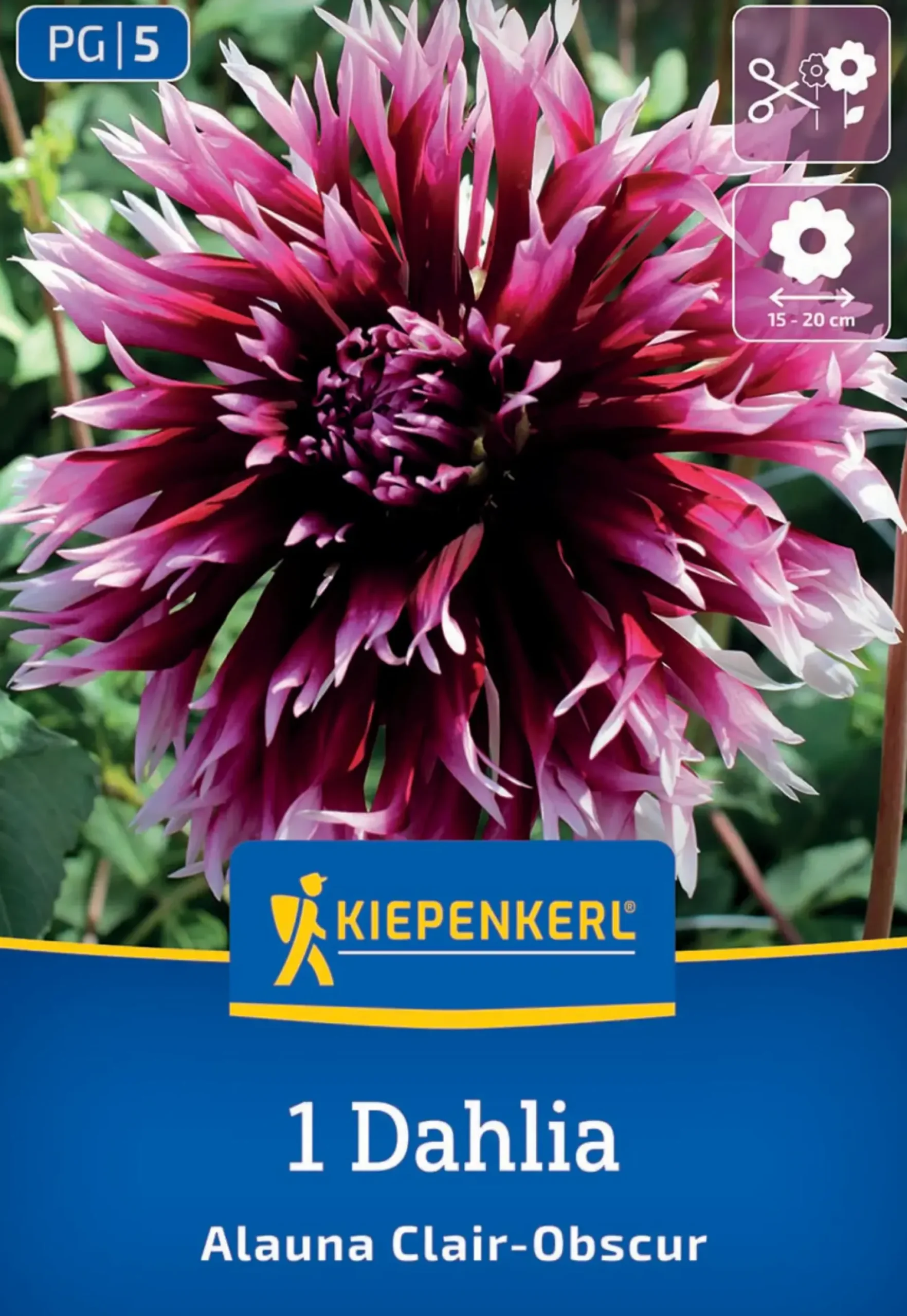 Kiepenkerl Frühjahrsblumenzwiebel Splitt-Dahlie Alauna Clair Obscure 1 Stück