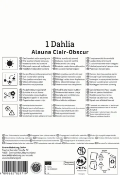Kiepenkerl Frühjahrsblumenzwiebel Splitt-Dahlie Alauna Clair Obscure 1 Stück