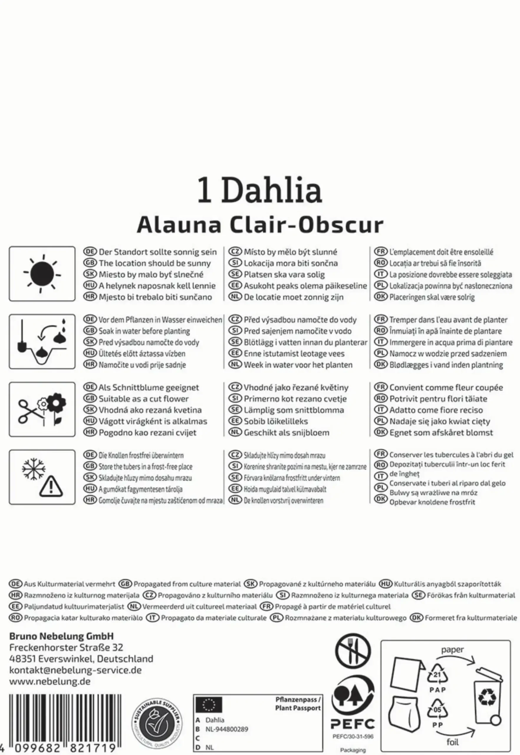 Kiepenkerl Frühjahrsblumenzwiebel Splitt-Dahlie Alauna Clair Obscure 1 Stück