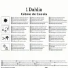 Kiepenkerl Frühjahrsblumenzwiebel Seerosen-Dahlie Crème de Cassis 1 Stück