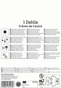 Kiepenkerl Frühjahrsblumenzwiebel Seerosen-Dahlie Crème de Cassis 1 Stück