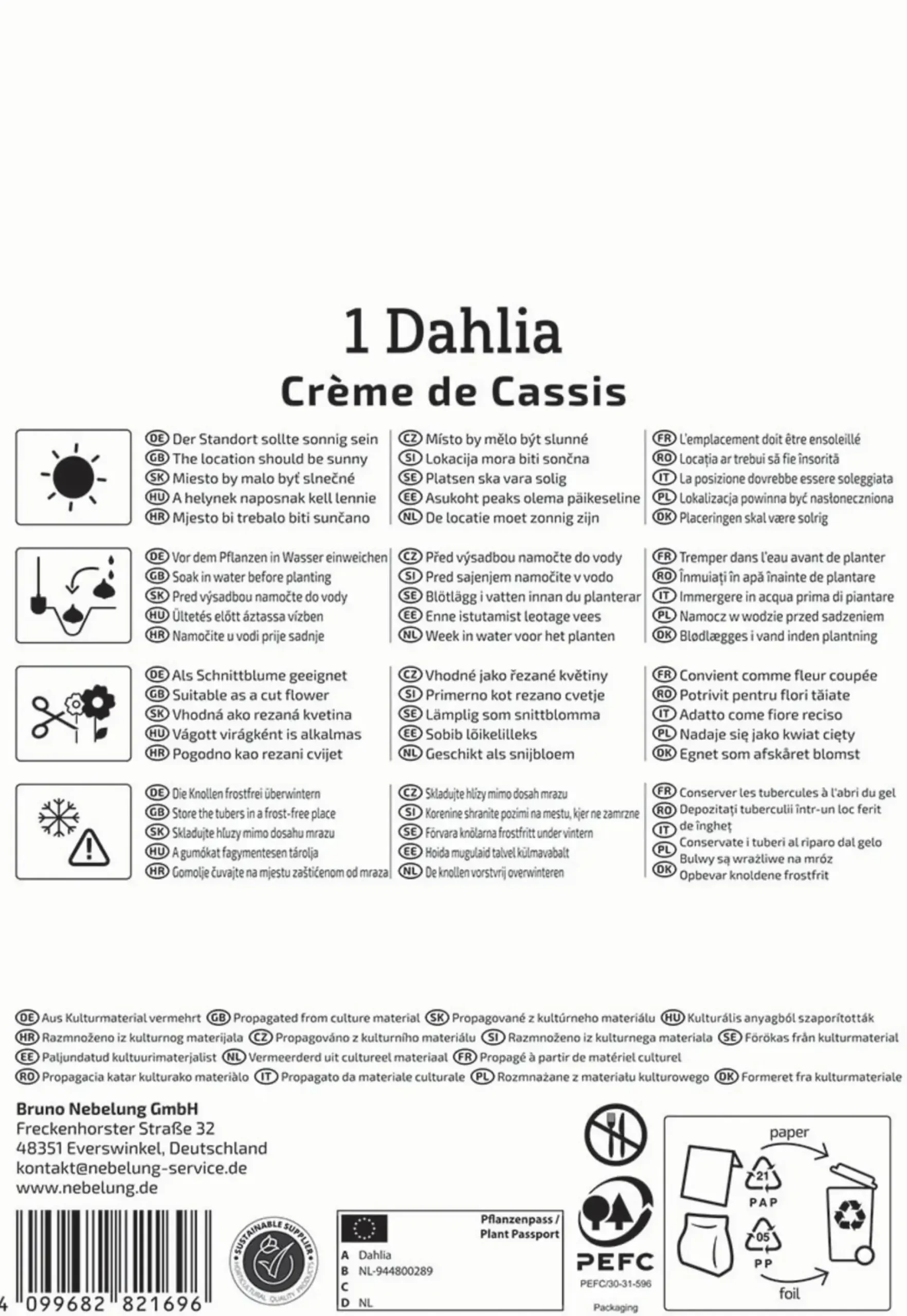 Kiepenkerl Frühjahrsblumenzwiebel Seerosen-Dahlie Crème de Cassis 1 Stück