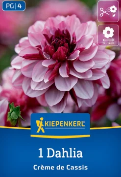 Kiepenkerl Frühjahrsblumenzwiebel Seerosen-Dahlie Crème de Cassis 1 Stück