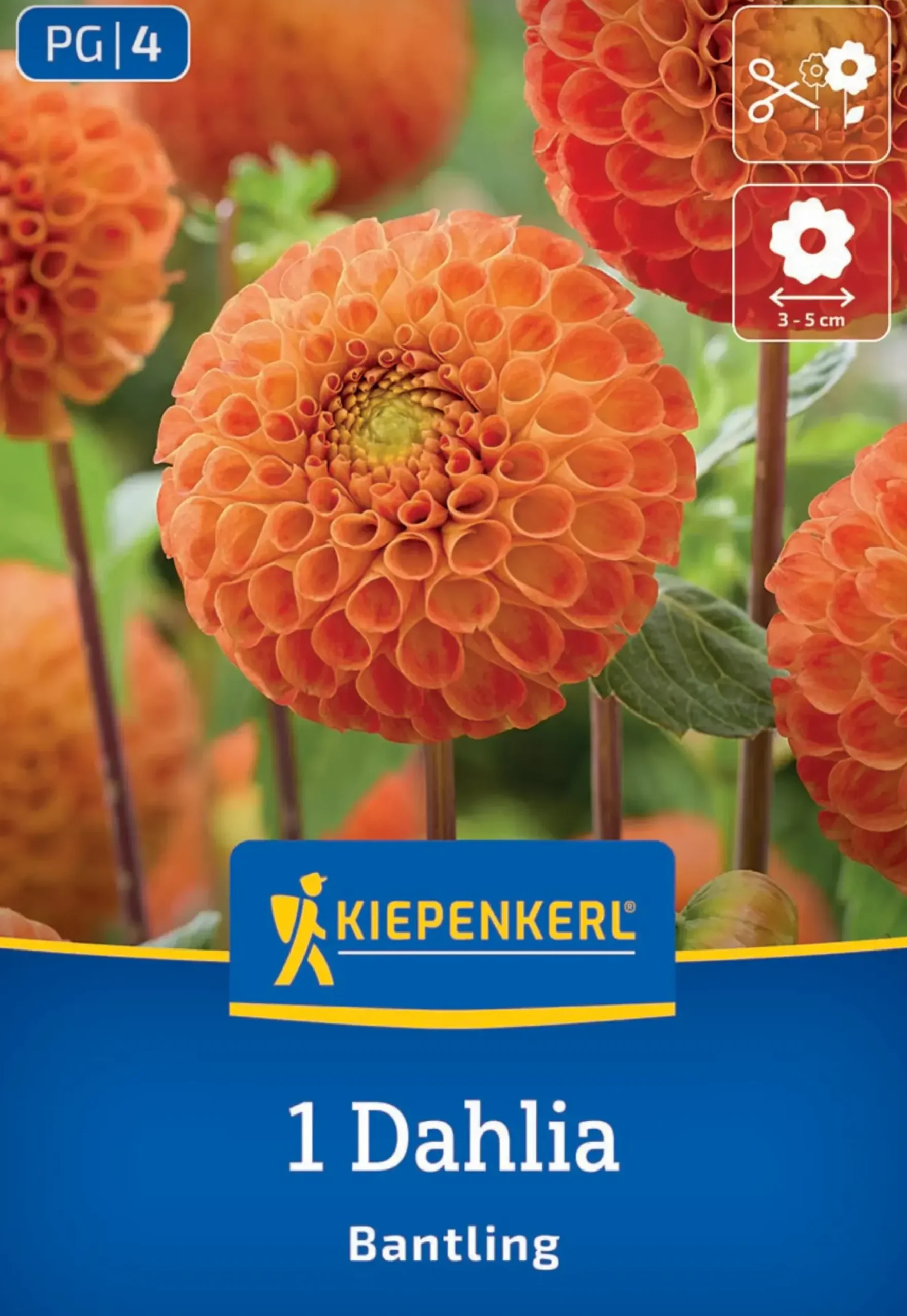 Kiepenkerl Frühjahrsblumenzwiebel Pompon-Dahlie Bantling 1 Stück