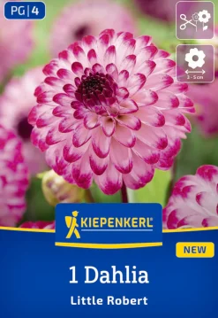 Kiepenkerl Frühjahrsblumenzwiebel Pompon-Dahlie Little Robert 1 Stück