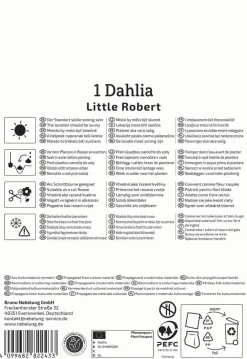 Kiepenkerl Frühjahrsblumenzwiebel Pompon-Dahlie Little Robert 1 Stück