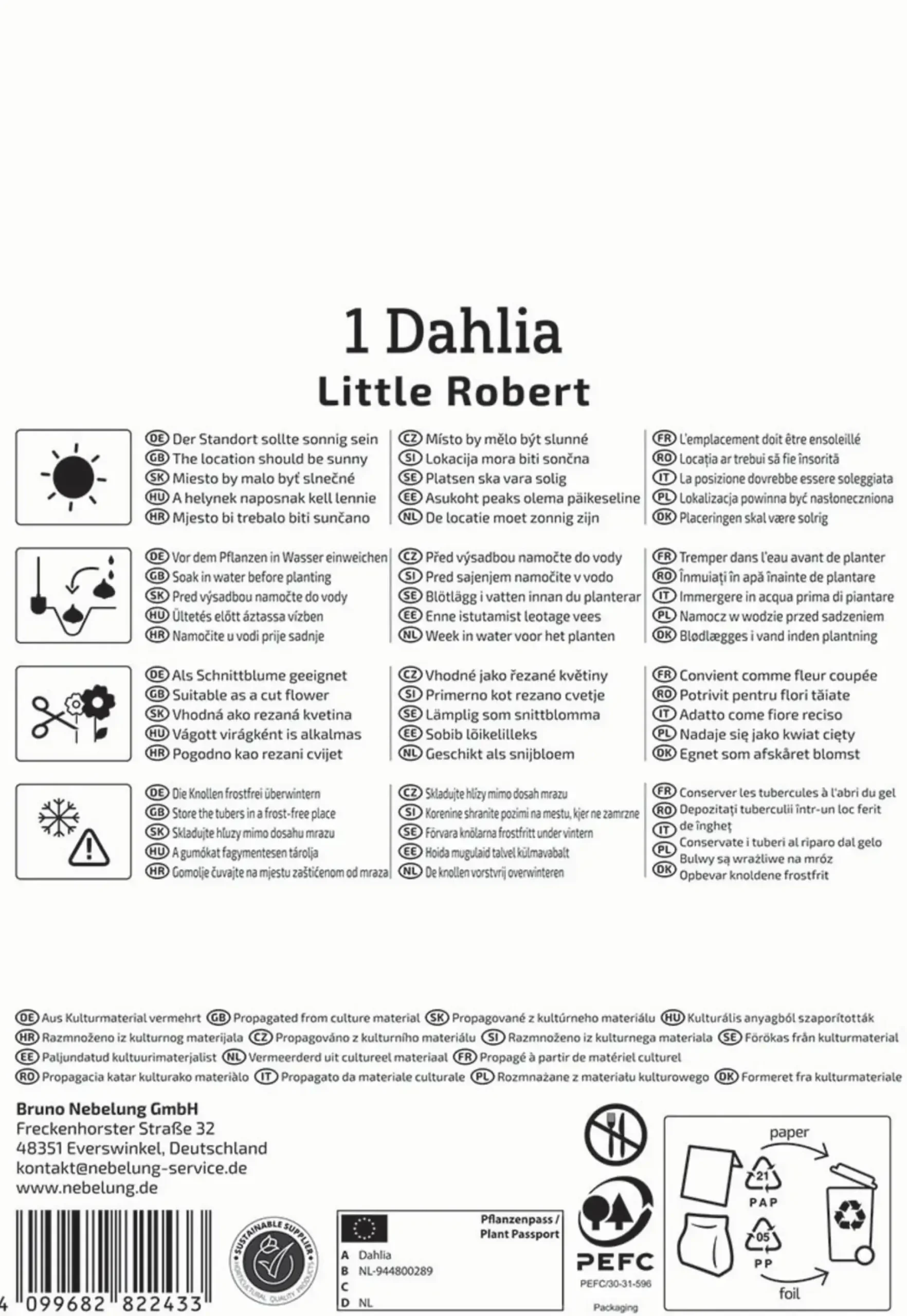 Kiepenkerl Frühjahrsblumenzwiebel Pompon-Dahlie Little Robert 1 Stück