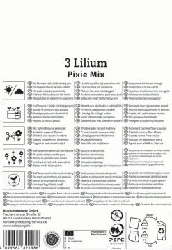 Kiepenkerl Frühjahrsblumenzwiebel Asiatische Lilie Pixie Mix 3 Stück
