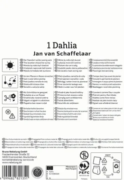 Kiepenkerl Frühjahrsblumenzwiebel Pompon-Dahlie Jan van Schaffelaar 1 Stück