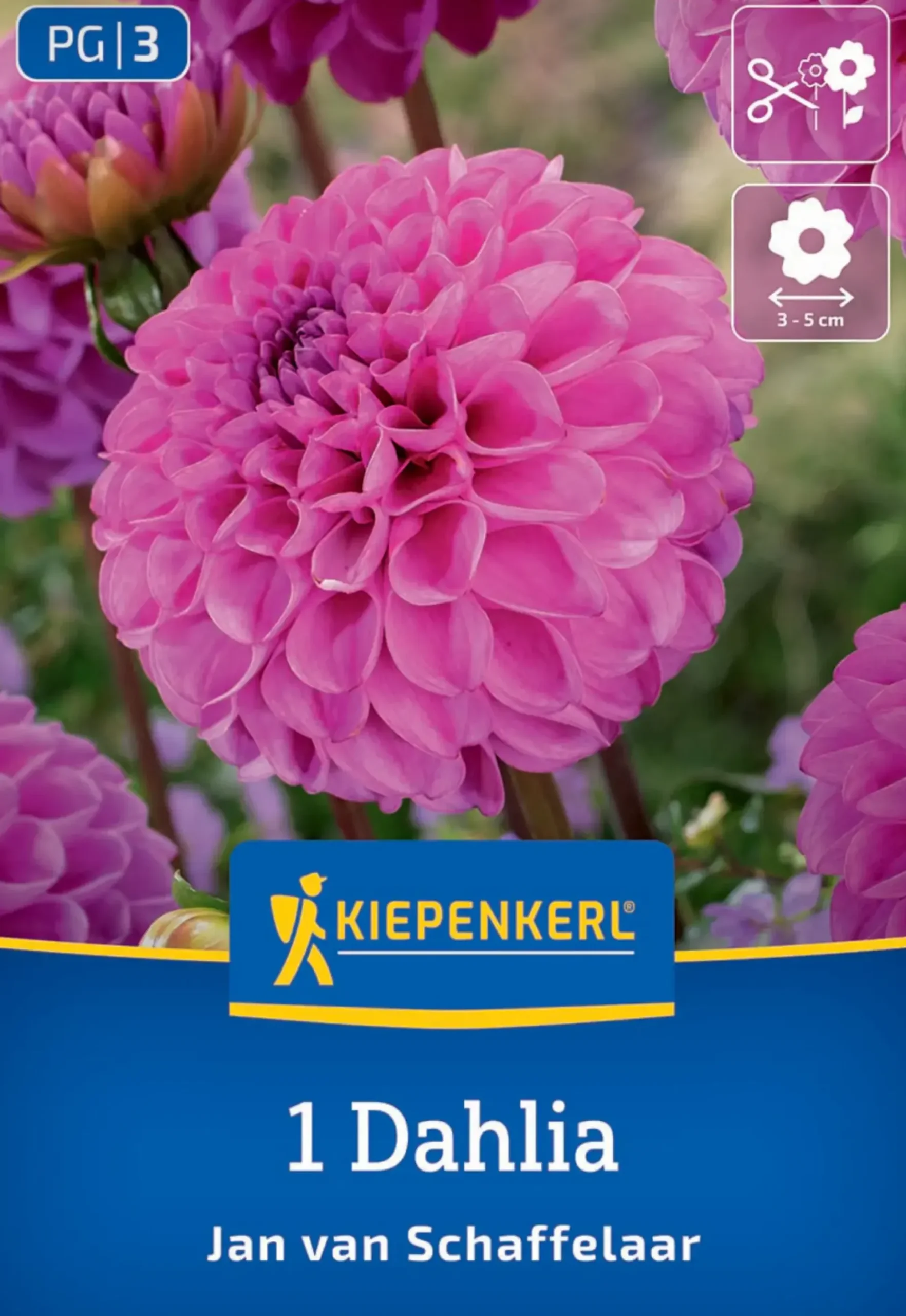 Kiepenkerl Frühjahrsblumenzwiebel Pompon-Dahlie Jan van Schaffelaar 1 Stück